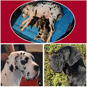 pups en hoofd ouders